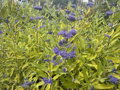OŘECHOPLODEC KLANDONSKÝ - Caryopteris clandonensis ´Worcester Gold´