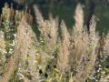 TŘTINA CHLOUPKATÁ (DIAMANTOVÁ TRÁVA) - Calamagrostis brachytricha
