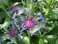 CHRPA HORSKÁ - Centaurea montana