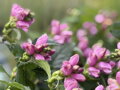 ŽELONICE LYSÁ - Chelone obliqua