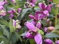 ŽELONICE LYSÁ - Chelone obliqua