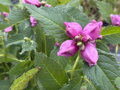 ŽELONICE LYSÁ - Chelone obliqua