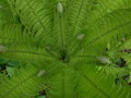 PÉROVNÍK PŠTROSÍ - Matteuccia struthiopteris