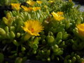 KOSMATEC - Delosperma nubigenum