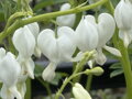 SRDCOVKA NÁDHERNÁ - Dicentra spectabilis ´Alba´