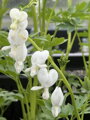 SRDCOVKA NÁDHERNÁ - Dicentra spectabilis ´Alba´