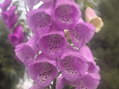 NÁPRSTNÍK ČERVENÝ MIX - Digitalis purpurea 
