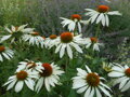 TŘAPATKOVKA NACHOVÁ - Echinacea purpurea ´Alba´