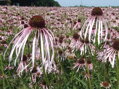 TŘAPATKOVKA BLEDÁ- Echinacea pallida