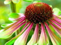 TŘAPATKOVKA NACHOVÁ - Echinacea purpurea 'Green Twister'
