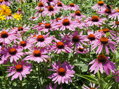 TŘAPATKOVKA NACHOVÁ - Echinacea purpurea 