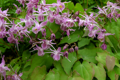 ŠKORNICE - Epimedium grandiflorum 'Lilafee'