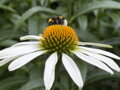 TŘAPATKOVKA NACHOVÁ - Echinacea purpurea ´Alba´