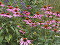 TŘAPATKOVKA NACHOVÁ - Echinacea purpurea 