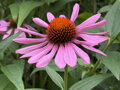 TŘAPATKOVKA NACHOVÁ - Echinacea purpurea 