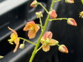 ŠKORNICE - Epimedium warleyense ´Ellen Willmott´