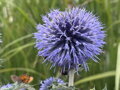 BĚLOTRN BANÁTSKÝ - Echinops bannaticus 'Blue Glow'