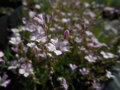ŠATER PLAZIVÝ (NEVĚSTIN ZÁVOJ) - Gypsophila repens 'Rosea'