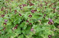 KAKOST HNĚDOČERVENÝ - Geranium phaeum