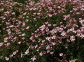 ŠATER PLAZIVÝ (NEVĚSTIN ZÁVOJ) - Gypsophila repens 'Rosea'