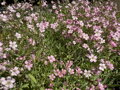 ŠATER PLAZIVÝ (NEVĚSTIN ZÁVOJ) - Gypsophila repens 'Rosea'