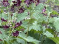 KAKOST HNĚDOČERVENÝ - Geranium phaeum