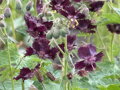 KAKOST HNĚDOČERVENÝ - Geranium phaeum