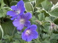KAKOST - Geranium ´Johnson´s Blue´