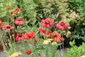 KOKARDA OSINATÁ - Gaillardia aristata ´Burgunder´
