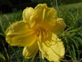 DENIVKA MIX - Hemerocallis