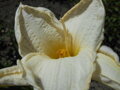 DENIVKA MIX - Hemerocallis