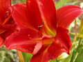 DENIVKA - Hemerocallis 'Campfire Embers'