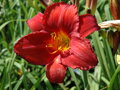 DENIVKA - Hemerocallis 'Chicago Apache'