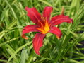 DENIVKA MIX - Hemerocallis