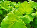 DLUŽICHA - Heuchera hybrida´Autumn Bride´