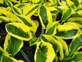 BOHYŠKA - Hosta hybrida  'Brim Cup'