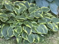 BOHYŠKA - Hosta fortunei 'Aureomarginata´