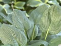 BOHYŠKA - Hosta fortunei ´Hyacinthina´