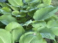 BOHYŠKA - Hosta hybrida ´Sum & Substance´