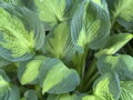 BOHYŠKA - Hosta hybrida ´Captain Kirk´