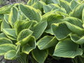 BOHYŠKA - Hosta fortunei 'Aureomarginata´