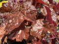DLUŽICHA - Heuchera hybrida ´Palace Purple´