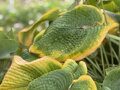 BOHYŠKA - Hosta sieboldiana