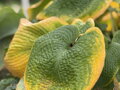 BOHYŠKA - Hosta sieboldiana