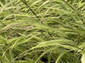 RÁKOSNÍK JAPONSKÝ - Hakonechloa macra 'Albostriata'