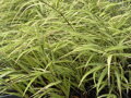 RÁKOSNÍK JAPONSKÝ - Hakonechloa macra 'Albostriata'