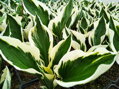 BOHYŠKA - Hosta hybrida  'Minuteman'