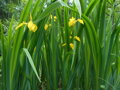 KOSATEC ŽLUTÝ - Iris pseudacorus