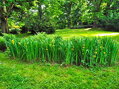 KOSATEC ŽLUTÝ - Iris pseudacorus