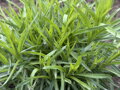 OMAN MEČOLISTÝ - Inula ensifolia ´Compacta´